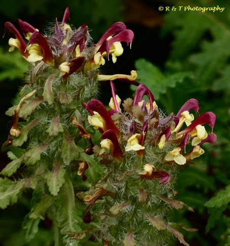 {Pedicularis canadensis}